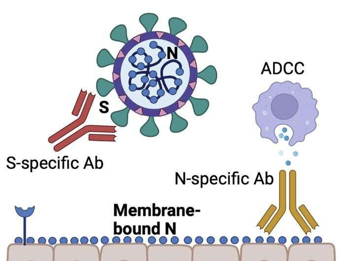 Novel monoclonal antibody therapy for SARS-CoV-2