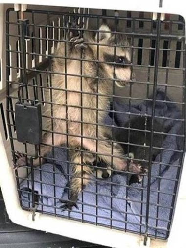 small raccoon cub in an animal crate