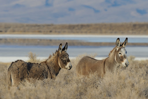 Two burros standing side by side in a field 