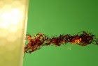 Researchers from Princeton University and the New Jersey Institute of Technology report for the first time that the "living" bridges army ants of the species Eciton hamatum (pictured) build with their bodies are more sophisticated than scientists knew. The ants automatically assemble with a level of collective intelligence that could provide new insights into animal behavior and even help in the development of intuitive robots that can cooperate as a group. (credit: Courtesy of Matthew Lutz, Princeton University, and Chris Reid, University of Sydney)