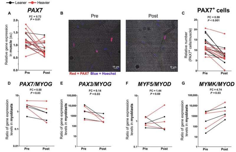 Vitamin B3 nicotinamide riboside improves muscle mitochondria and gut microbiota composition