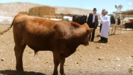 A red heifer