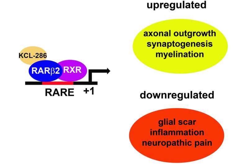 New orally available drug for spinal cord injury found to be safe and tolerable in healthy participants