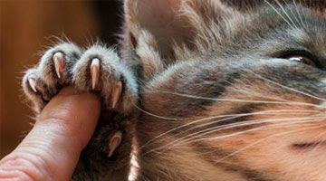 Cómo y cuándo debes cortar las uñas a tu gato