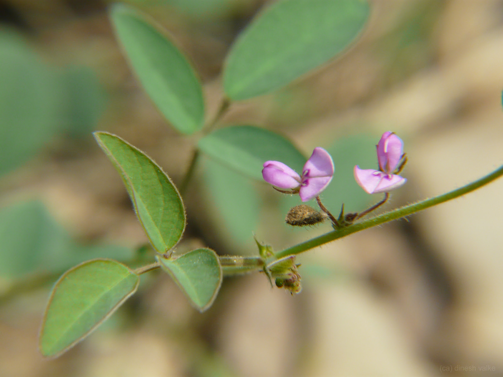 Desmodium scorpiurus (Sw.) Poir.