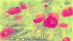 Poppy Dance - Posted on Friday, February 13, 2015 by Tina Boyle