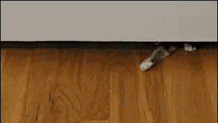 Cat struggling to get under a closed door GIF
