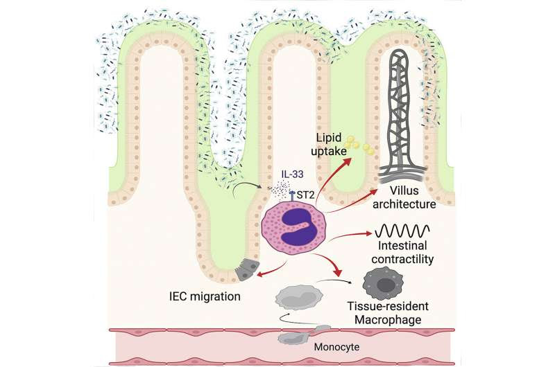 ‘Bad guy’ blood cells vital to gut health found