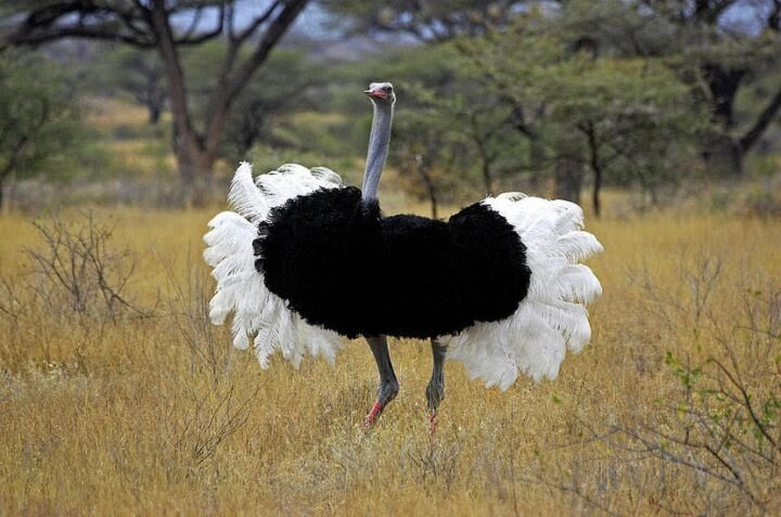 mt kenya mount kenya kenyan ostrich struttting its stuff showing its lovely black and white feathered wings.jpg