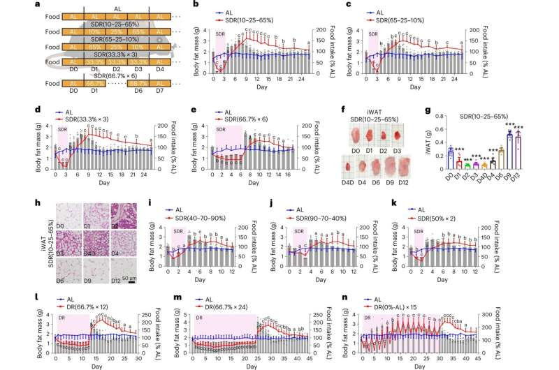 Researchers reveal why fat increases after dieting and how protein might help