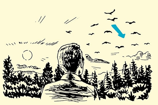 man watching bird flight path in forest illustration