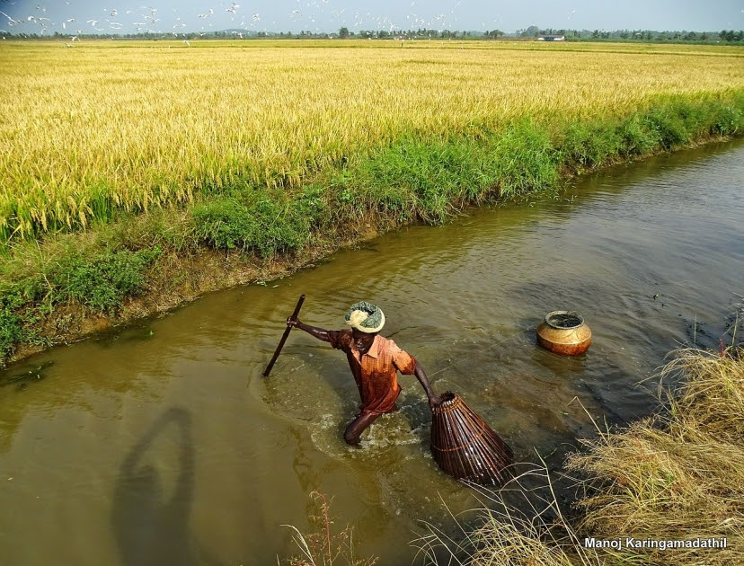 Υγρότοποι Kole, Thrissur, Κεράλα, νότια Ινδία
