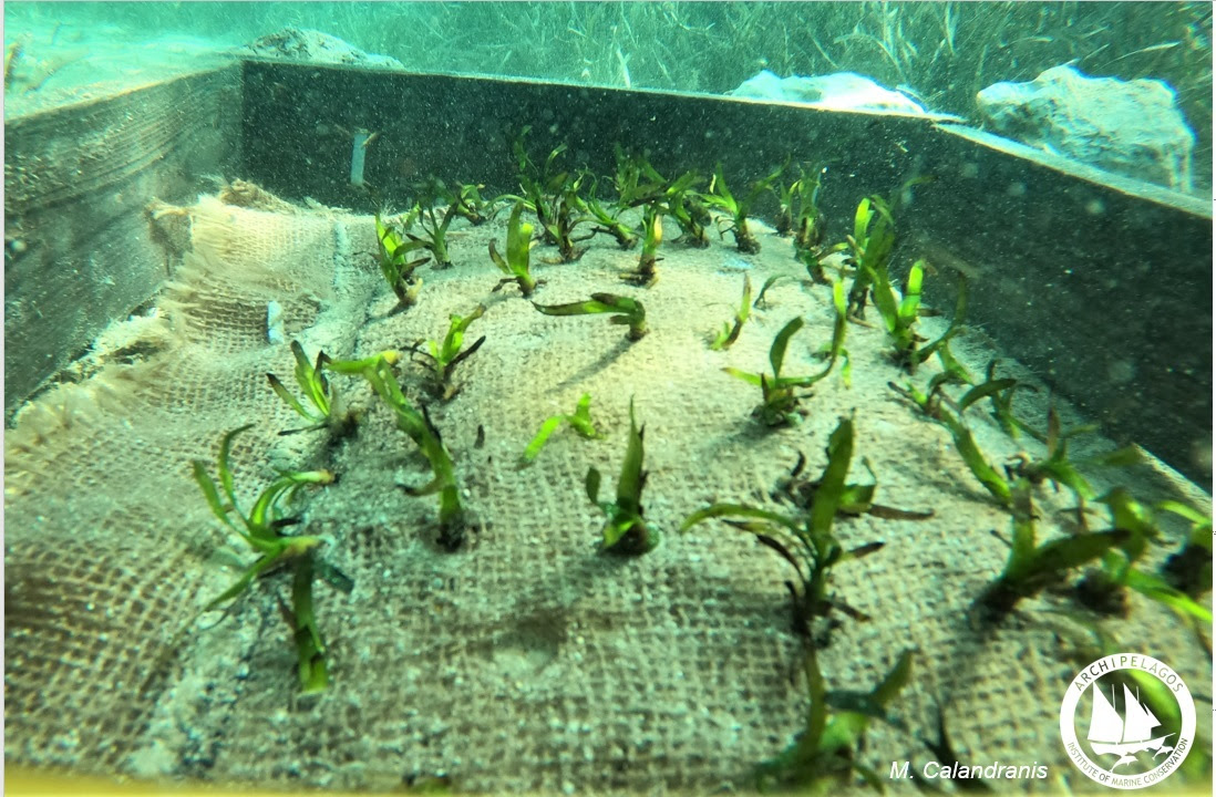 planting seagrass seeds