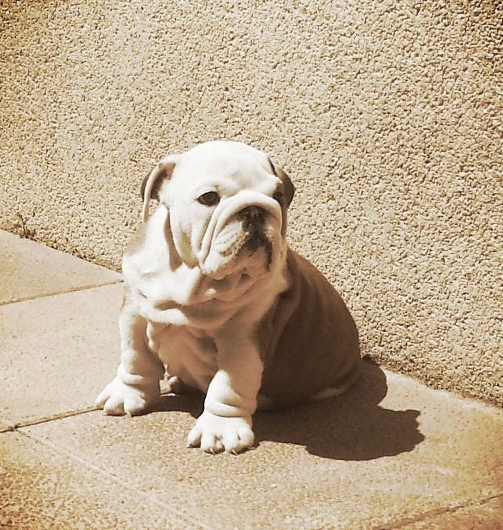 cachorro de Bulldog en sharonbull