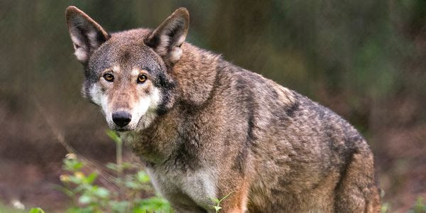 A lone red wolf stands on the edge of the forest.