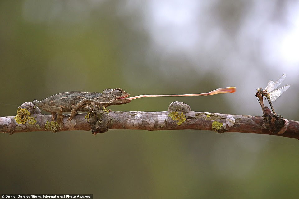 This dramatic image shows a chameleon whipping out its tongue to capture a dragonfly. It was snapped in Netanya Forest in Israel by photographer Daniel Danilov, who earned an honourable mention in the 'beauty of nature category'. He said: 'I was hiding behind a bush in order not to disturb the scene. Its tongue is longer than its body, and its tip is sticky and thick'