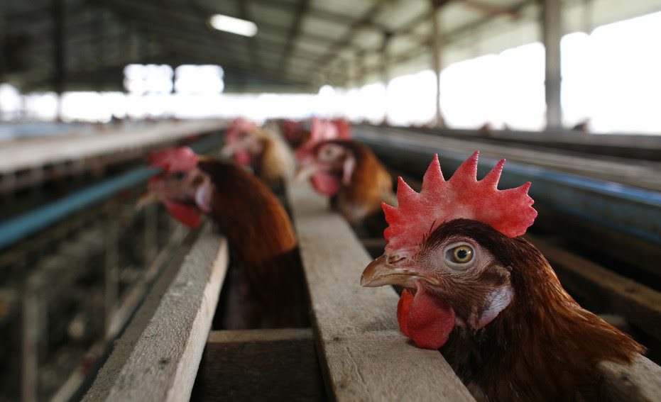 A chicken peers out from a cage at a chicken farm.