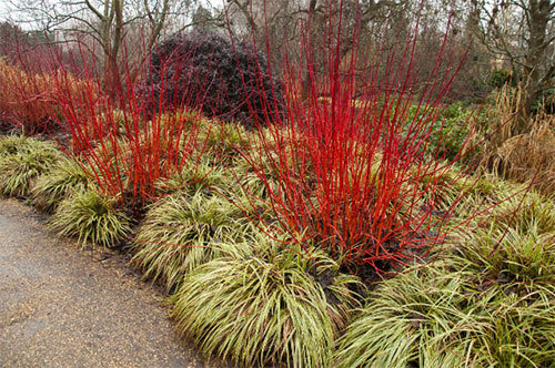 Red Twig Dogwood