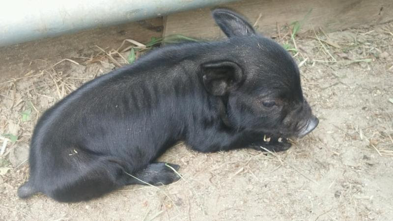 1 Guinea hog piglet