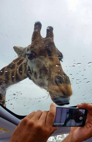 Giraffe-picture-sunroof-or-airplane