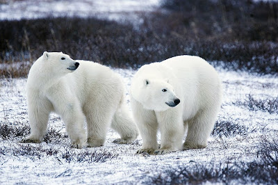 Two polar bears walk on snow covered ground