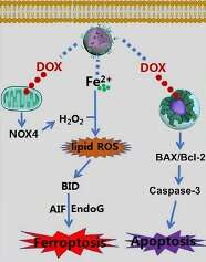 A new strategy to trigger ferroptosis in target cancer cells using drug-metal coordination complexes