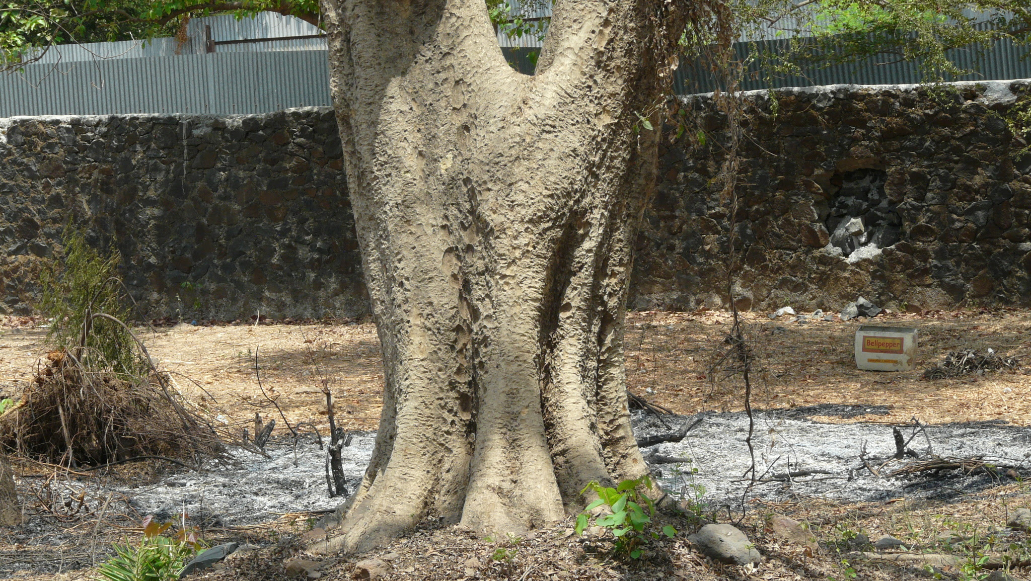 Dalbergia lanceolaria L.f.