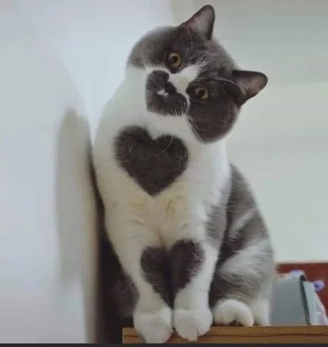cat with heart fur pattern