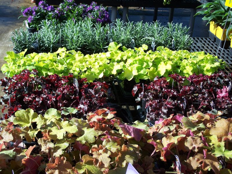 Perennials on bench