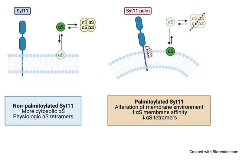 Scientists shed new light on two proteins that exacerbate the progression of Parkinson's disease