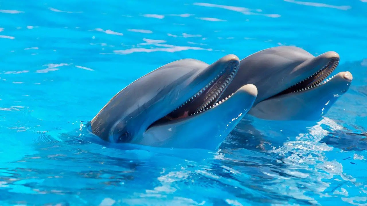 The 4 Most Stunning Dolphin Tours on the Eat Travel Live