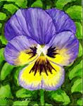 One Happy Face Pansy - Posted on Friday, January 2, 2015 by Patricia Ann Rizzo