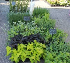 There are lots of herbs and accent plants to be found at the vendors on Saturday.