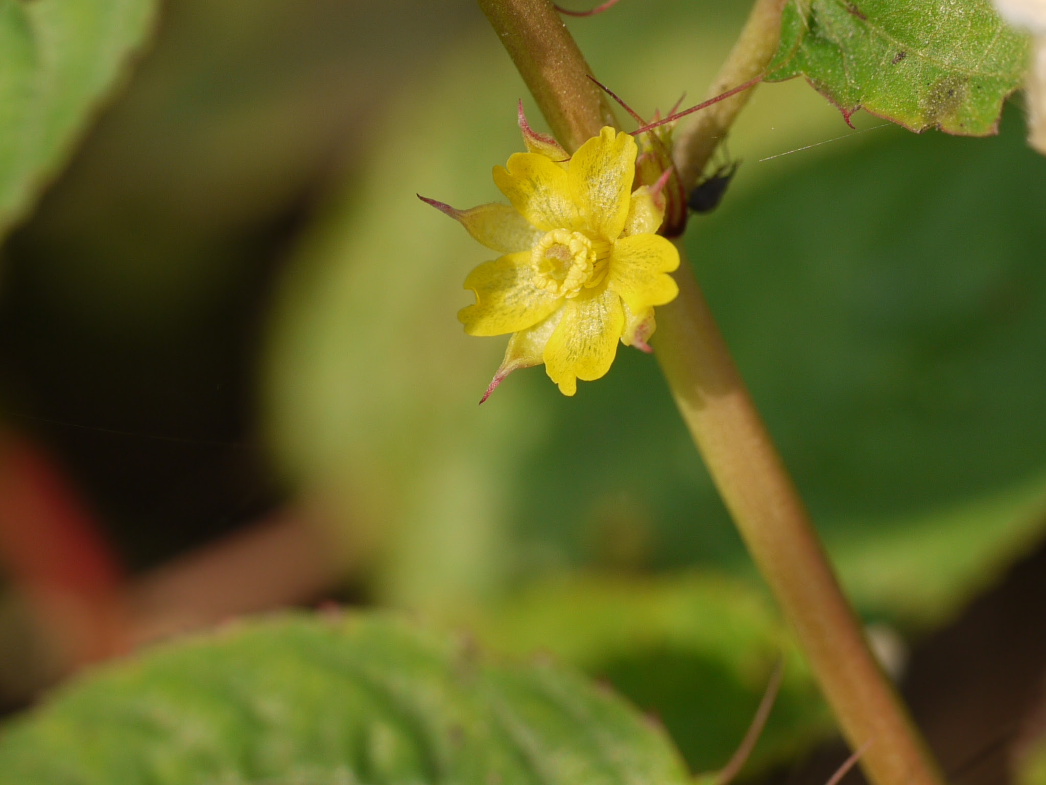 Corchorus olitorius L.