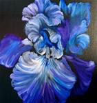 Blue/Lavender Iris - Posted on Tuesday, January 13, 2015 by Jenny Lee  Jonah