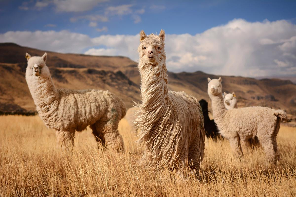 Alpaca immune systems have some properties that may be very useful to medical science