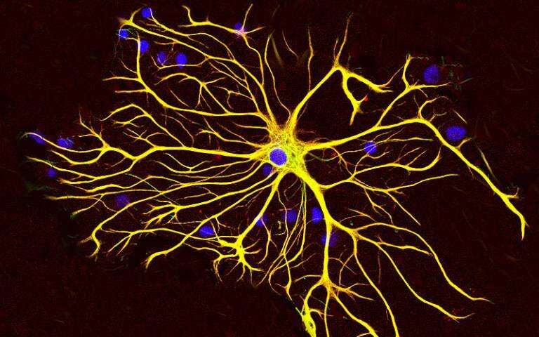 Vital brain mechanism for maintaining pH balance identified