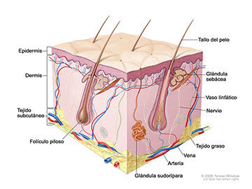 Prevención de cáncer de piel