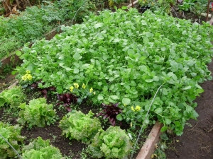 Watercress growing happily in tunnel bed with other salads, beet leaves, lettuces and edible winter flowering violas