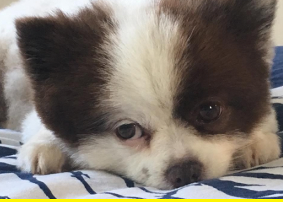 Get Ready For The Cuties Of The Week! Dogs