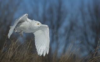 a white snowy owl in flight against a steely blue winter sky and bare trees