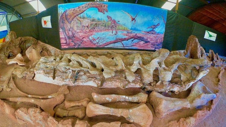 Los restos originales del dinosaurio Futalognkosaurus, con una imagen del paisaje que lo rodeó. Este dinosaurio es uno de los gigantes más completos que se hayan encontrado en el mundo. Medía 13 metros de altura, y pesaba 50.000 kilos. Vivió hace más de 90 millones de años. Se defendía con un cuello con espinas