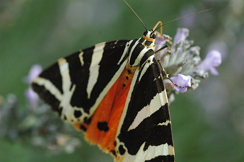 File:Jersey Tiger Moth.JPG