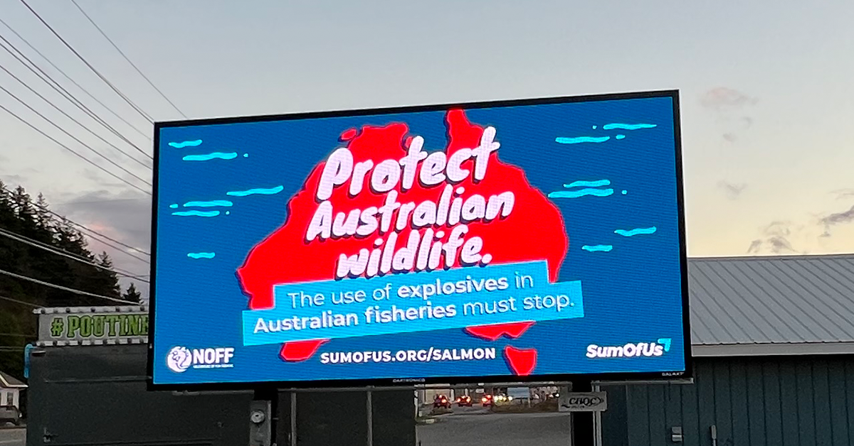 Billboard with a map of so-called Australia, text reads: Protect Australian Wildlife. The use of explosives in Australian fisheries must stop.