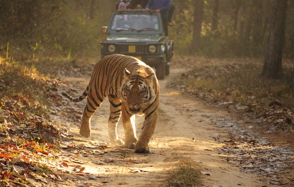 A tiger and her two cubs were recently killed by a park guard in Pench tiger reserve. Forest officials are often accused of corruption and involvement in poaching