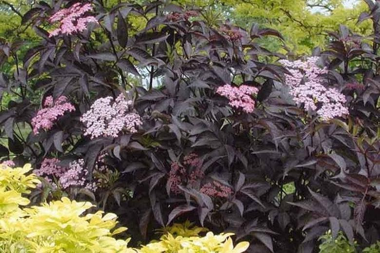 sambucus