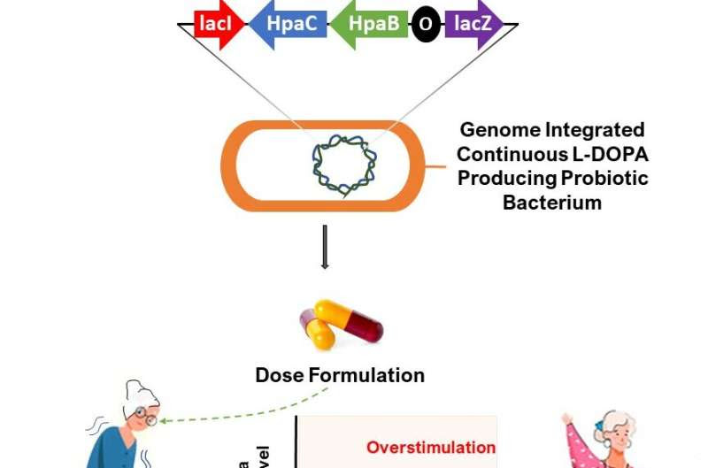 Researchers harness probiotics to deliver Parkinson's disease treatment