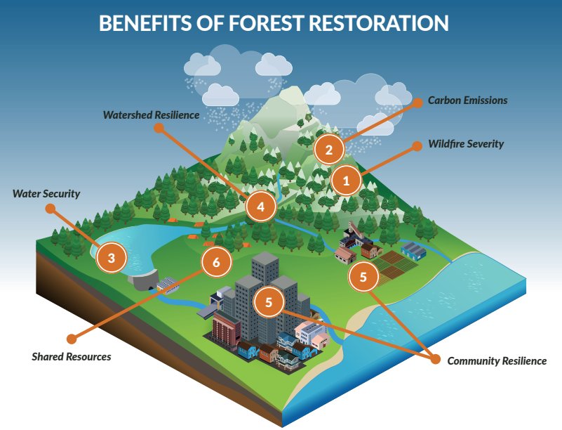 Benefits of Forest Restoration