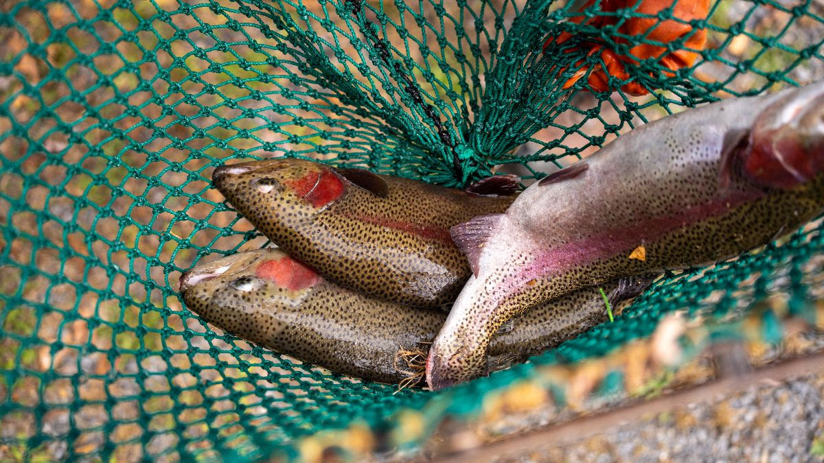 Catching stockers with the GUARD DOG PRO at Adams County Fairgrounds!  #rainbowtroutfishing #fishing 