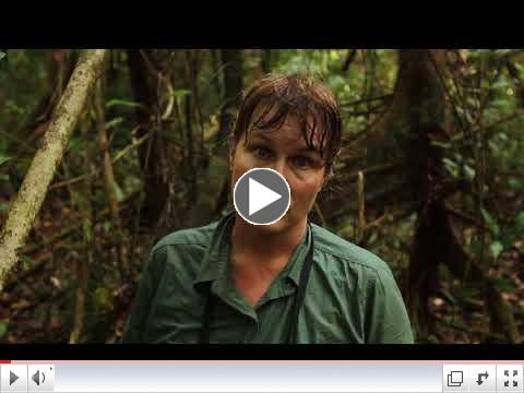 Dr. Cheryl Knott talks about the death from old age of wild orangutan, Kristen, in Gunung Paling National Park